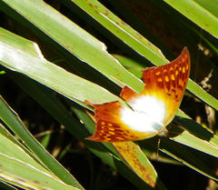 Charaxes varanes varanes
