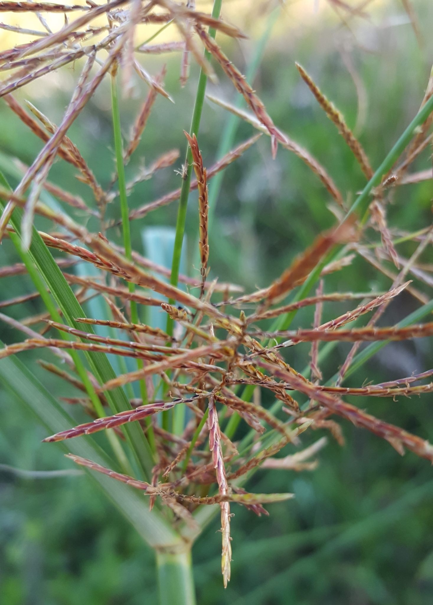 (c) François Rousseu, certains droits réservés (CC BY-NC) https://www.inaturalist.org/observations/96084909