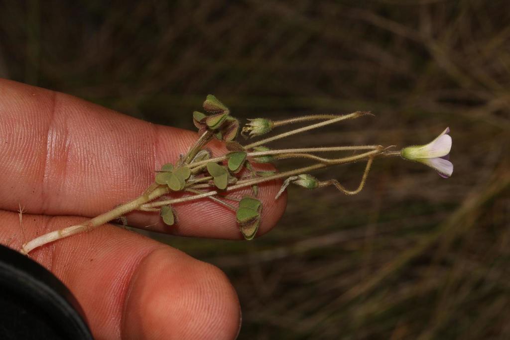 Oxalis orthopoda