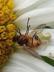 Ebrechtella tricuspidata
