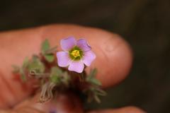 Oxalis orthopoda