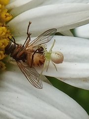 Ebrechtella tricuspidata