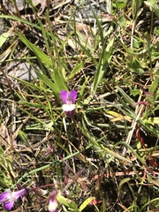 Collinsia sparsiflora