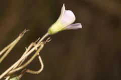 Oxalis orthopoda
