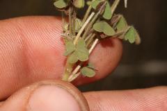 Oxalis orthopoda