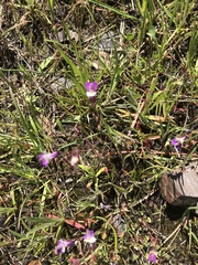 Collinsia sparsiflora