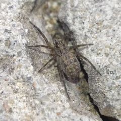 Lycosidae