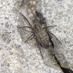 Lycosidae