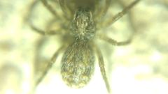 Lycosidae