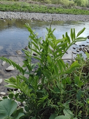 Galega officinalis