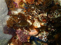 Exallosorus harveyanus