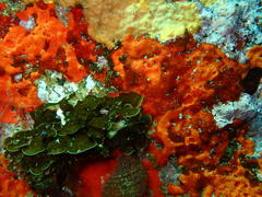 Exallosorus harveyanus