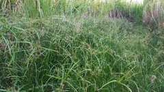 Cyperus expansus