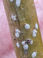 Chionaspis salicis