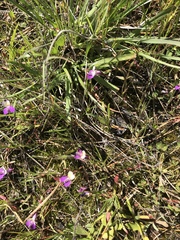 Collinsia sparsiflora