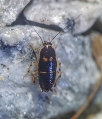 Lobopterella dimidiatipes