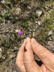 Collinsia sparsiflora
