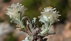 Helichrysum altigenum