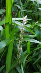 Stenotaphrum dimidiatum