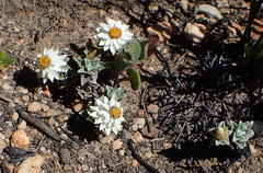 Helichrysum altigenum