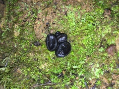 Pseudoplectania nigrella