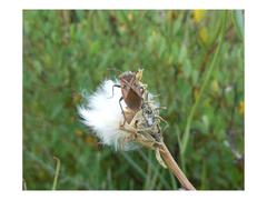 Spilostethus rivularis