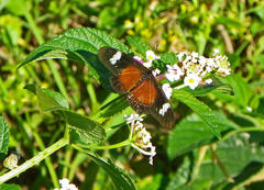 Acraea esebria