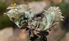 Helichrysum altigenum