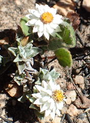Helichrysum altigenum