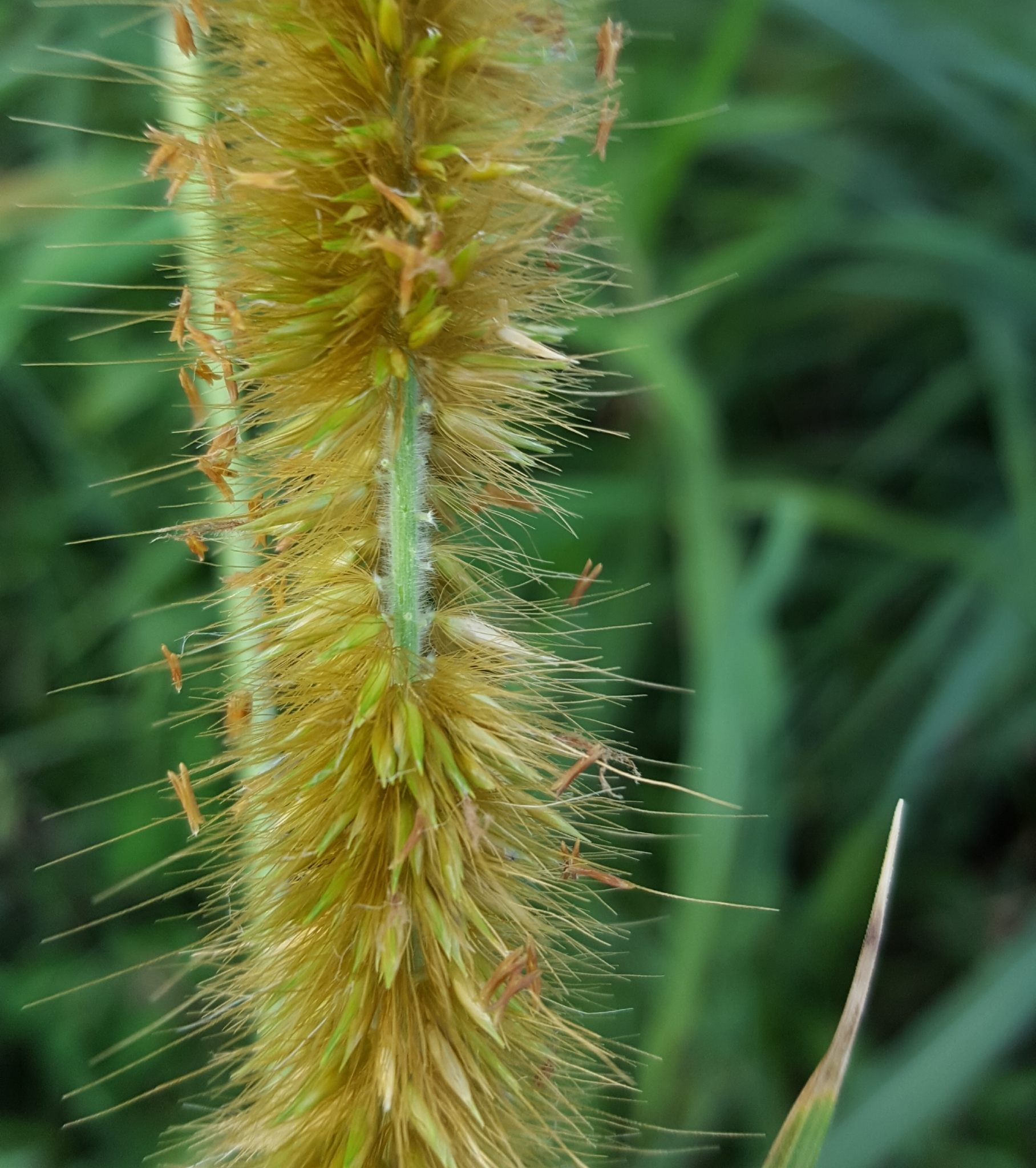 (c) François Rousseu, certains droits réservés (CC BY-NC) https://www.inaturalist.org/observations/96085409