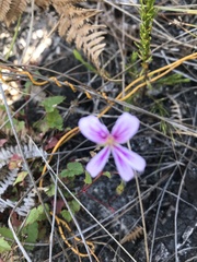 Pelargonium pseudosetulosum