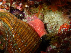 Lugubrilaria lugubris