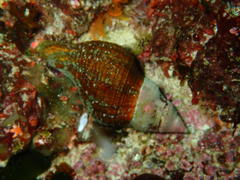 Lugubrilaria lugubris