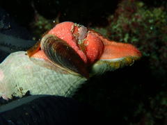 Lugubrilaria lugubris