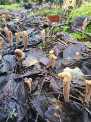 Clavariadelphus sachalinensis