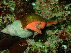 Lugubrilaria lugubris