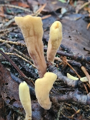 Clavariadelphus sachalinensis