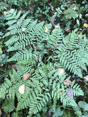 Pteridium pinetorum