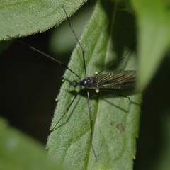 Gnophomyia tristissima