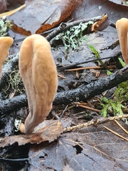 Clavariadelphus sachalinensis