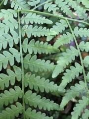 Pteridium pinetorum