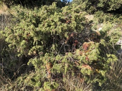 Juniperus deltoides