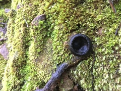 Pseudoplectania nigrella