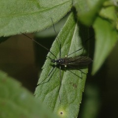 Gnophomyia tristissima