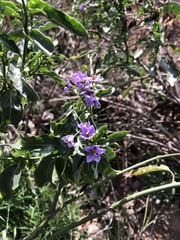 Solanum crispum