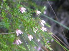 Erica leucantha
