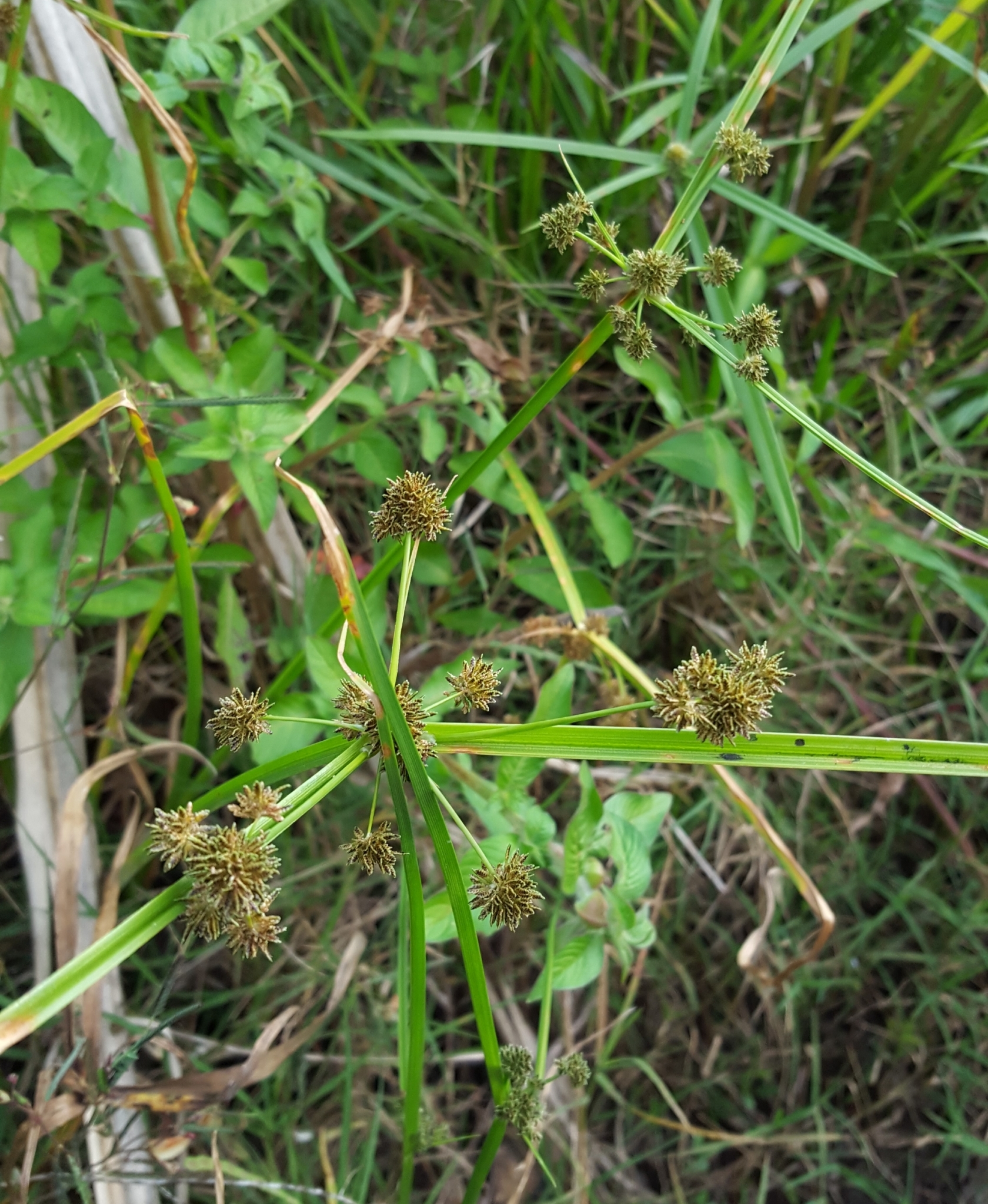 (c) François Rousseu, certains droits réservés (CC BY-NC) https://www.inaturalist.org/observations/96085793