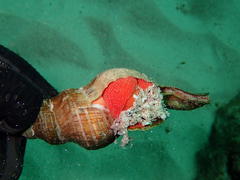 Africofusus ocelliferus