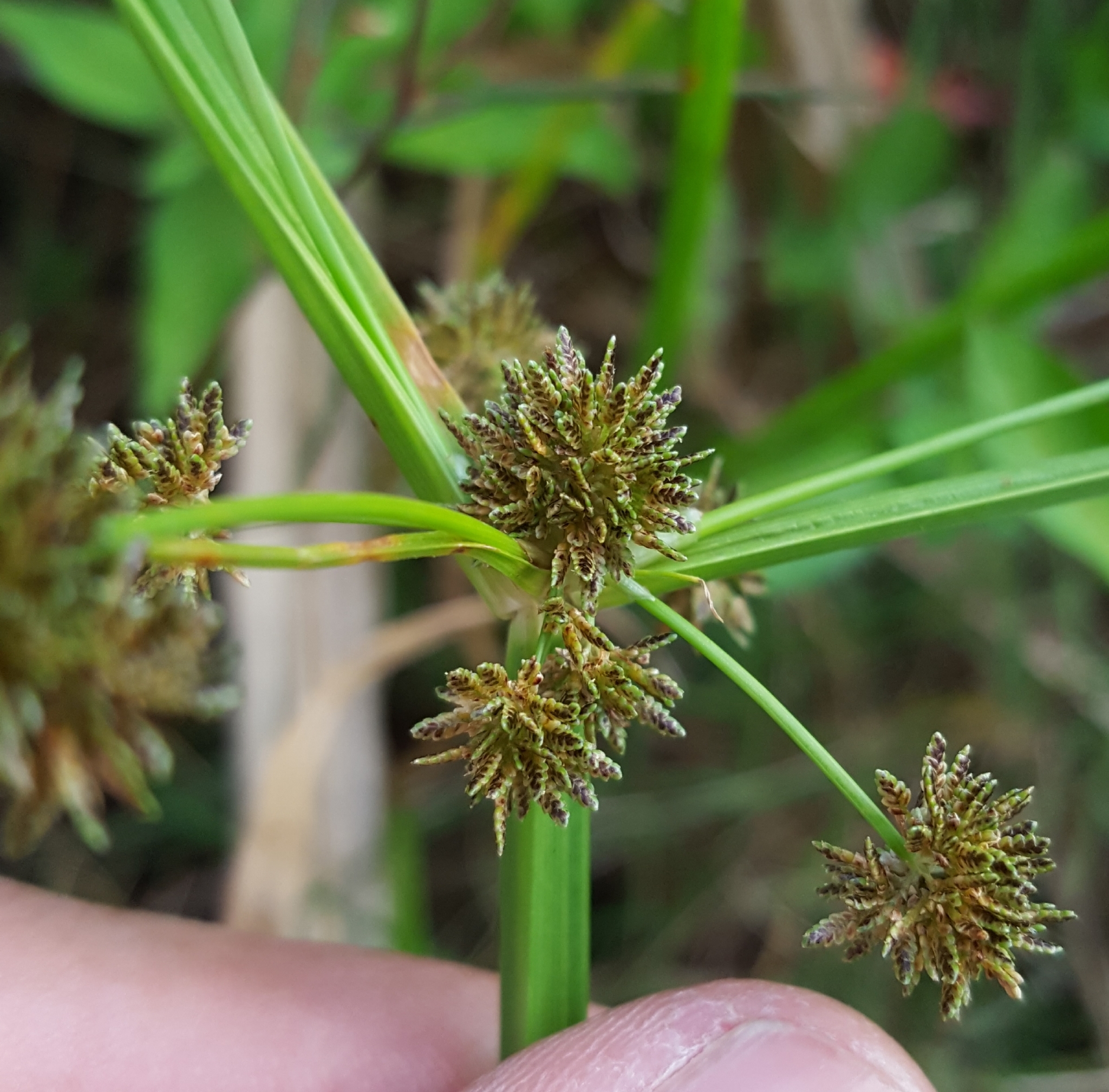 (c) François Rousseu, certains droits réservés (CC BY-NC) https://www.inaturalist.org/observations/96085793