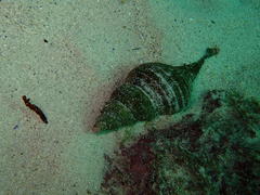Africofusus ocelliferus